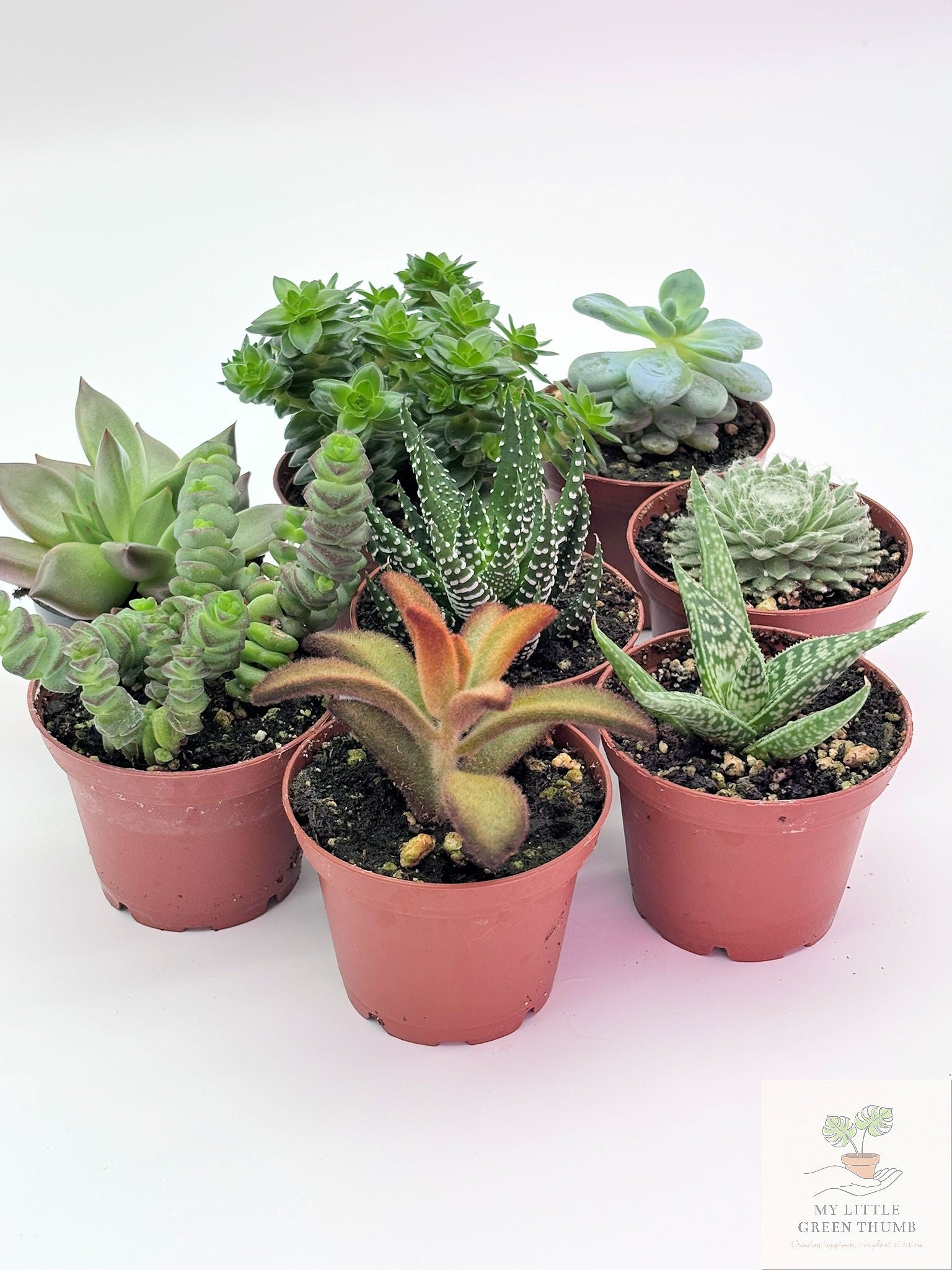 🌵 Succulent Collection Easy-Care Indoor Plants • Perfect for Beginners
