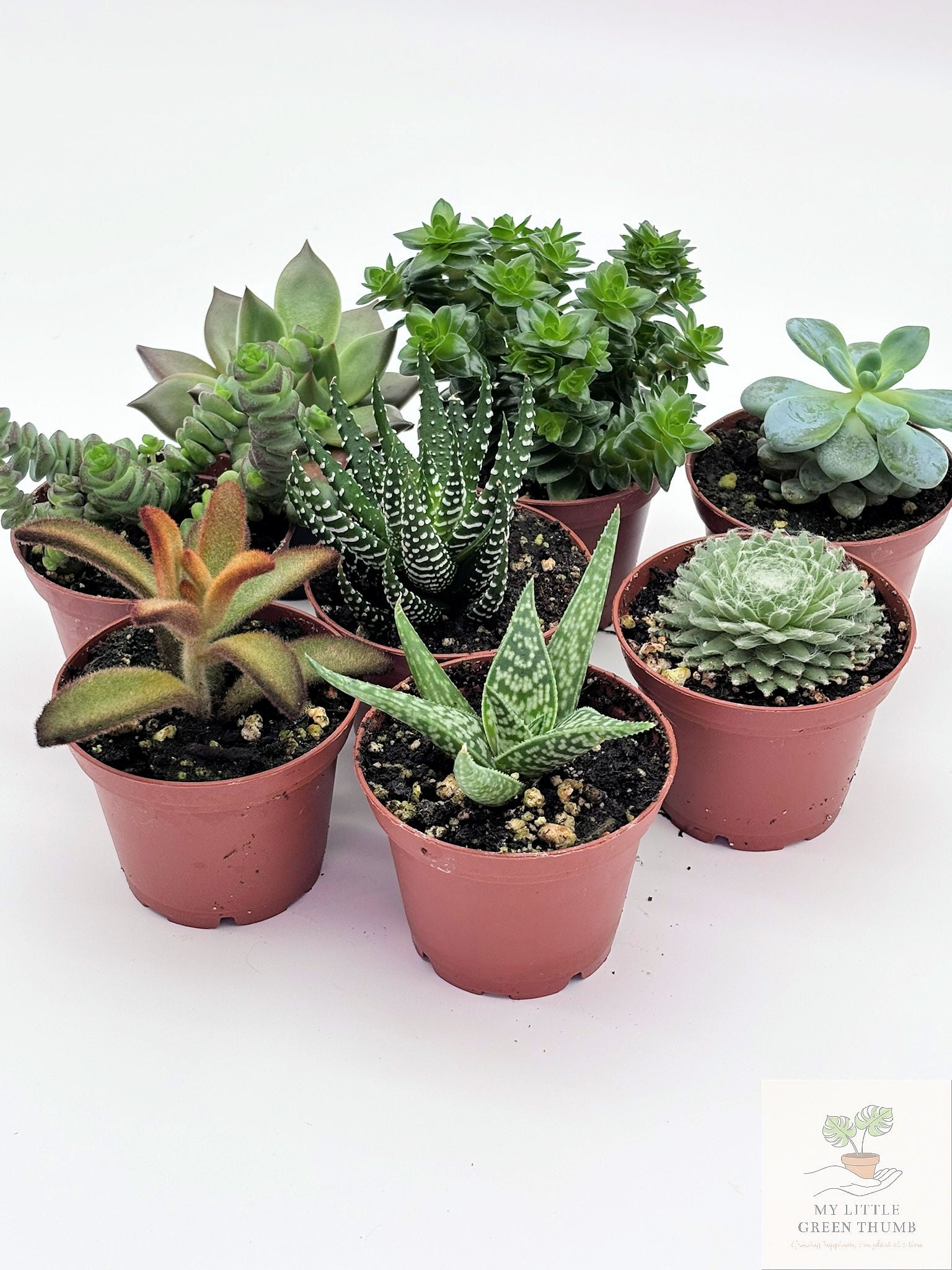 🌵 Succulent Collection Easy-Care Indoor Plants • Perfect for Beginners