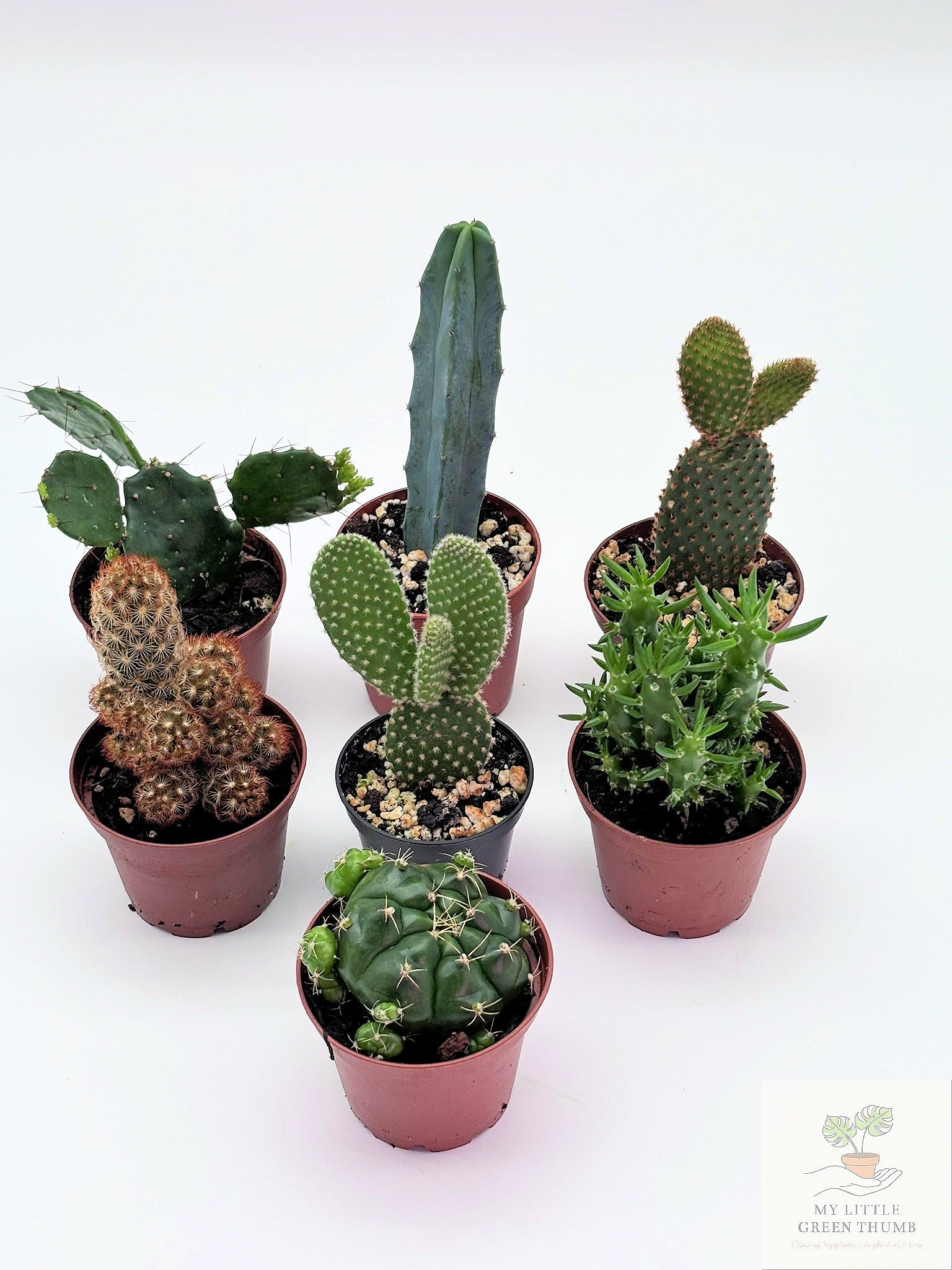 🌵 Mini Cacti Collection Easy-Care Desert Plants • Perfect for Beginners