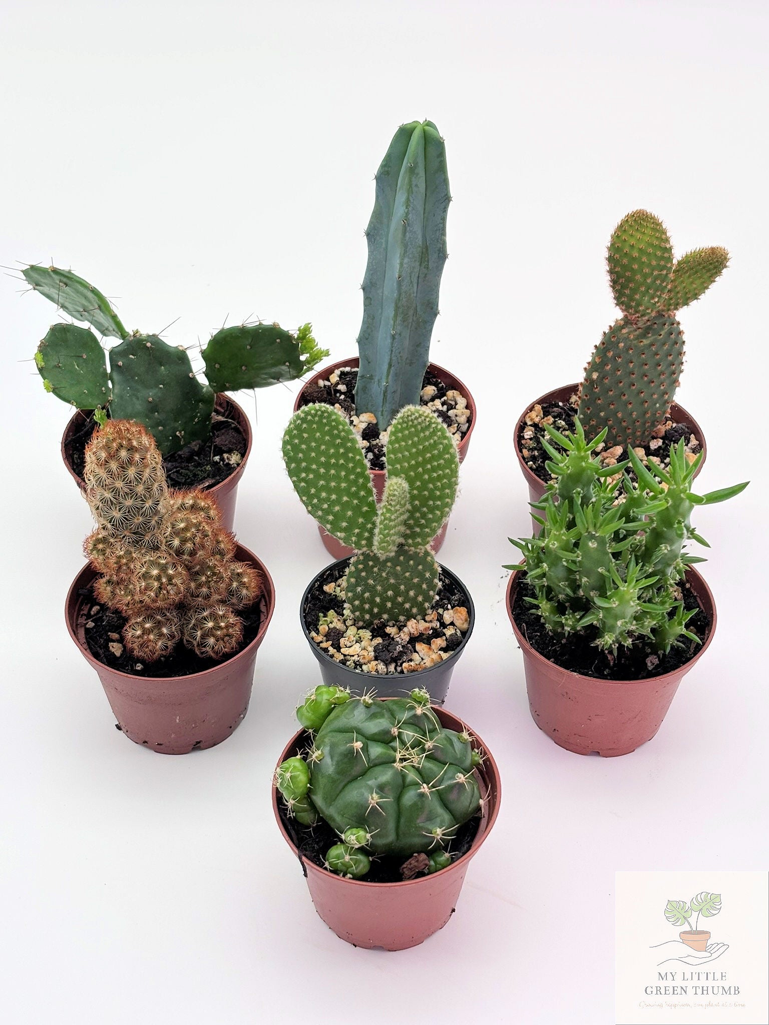🌵 Mini Cacti Collection Easy-Care Desert Plants • Perfect for Beginners