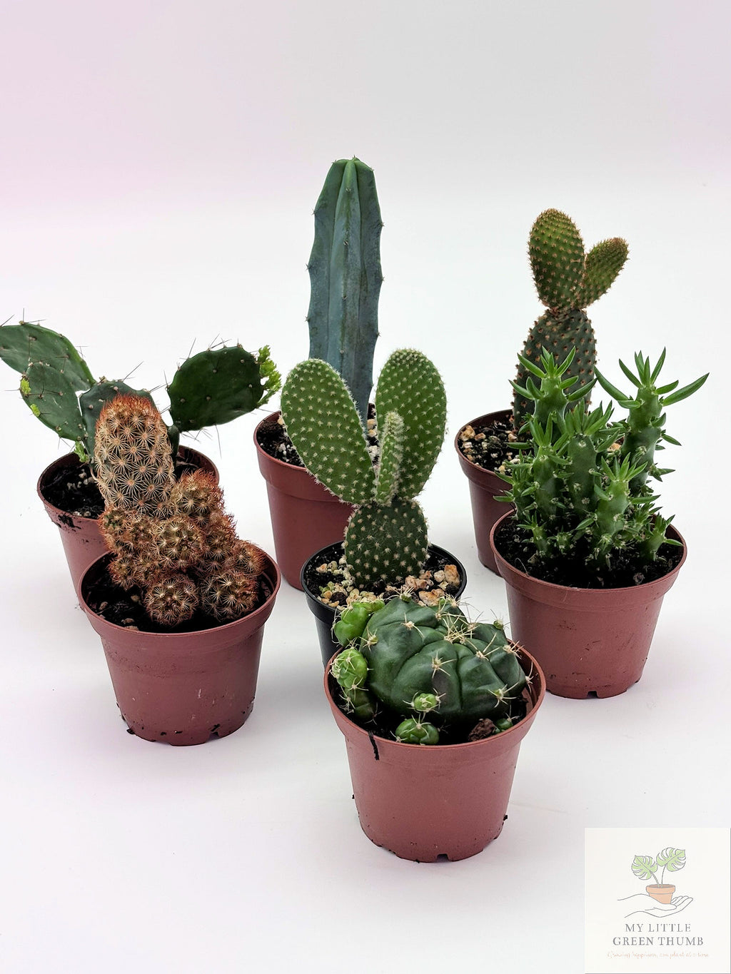 🌵 Mini Cacti Collection Easy-Care Desert Plants • Perfect for Beginners