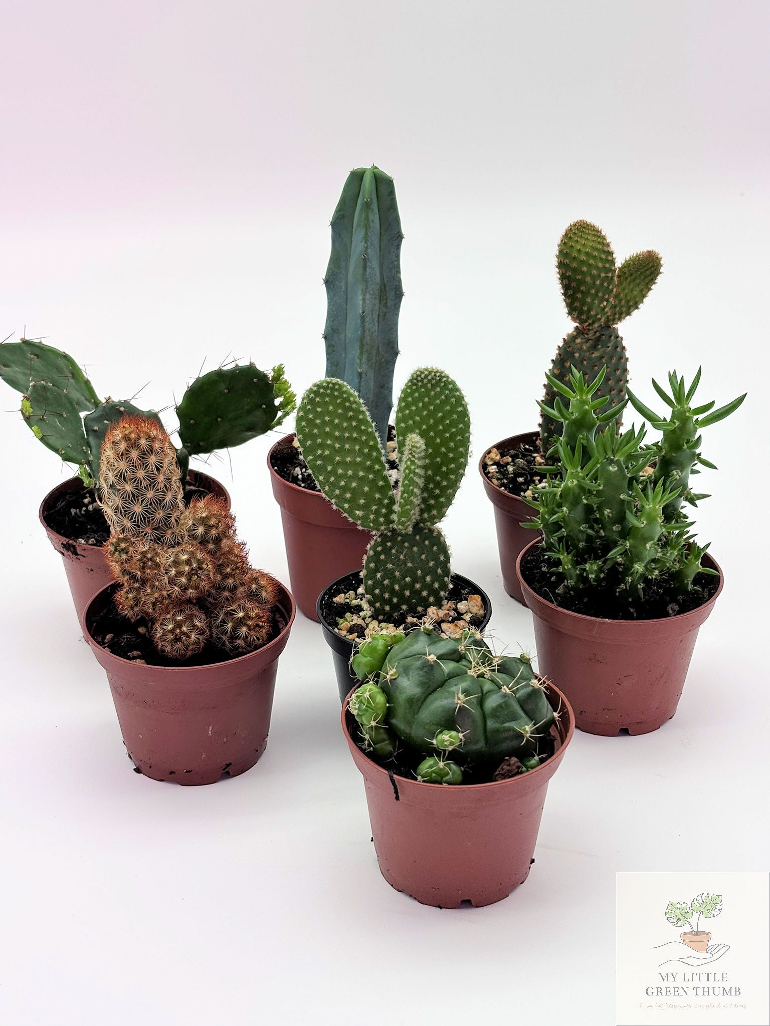 🌵 Mini Cacti Collection Easy-Care Desert Plants • Perfect for Beginners