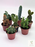 🌵 Mini Cacti Collection Easy-Care Desert Plants • Perfect for Beginners