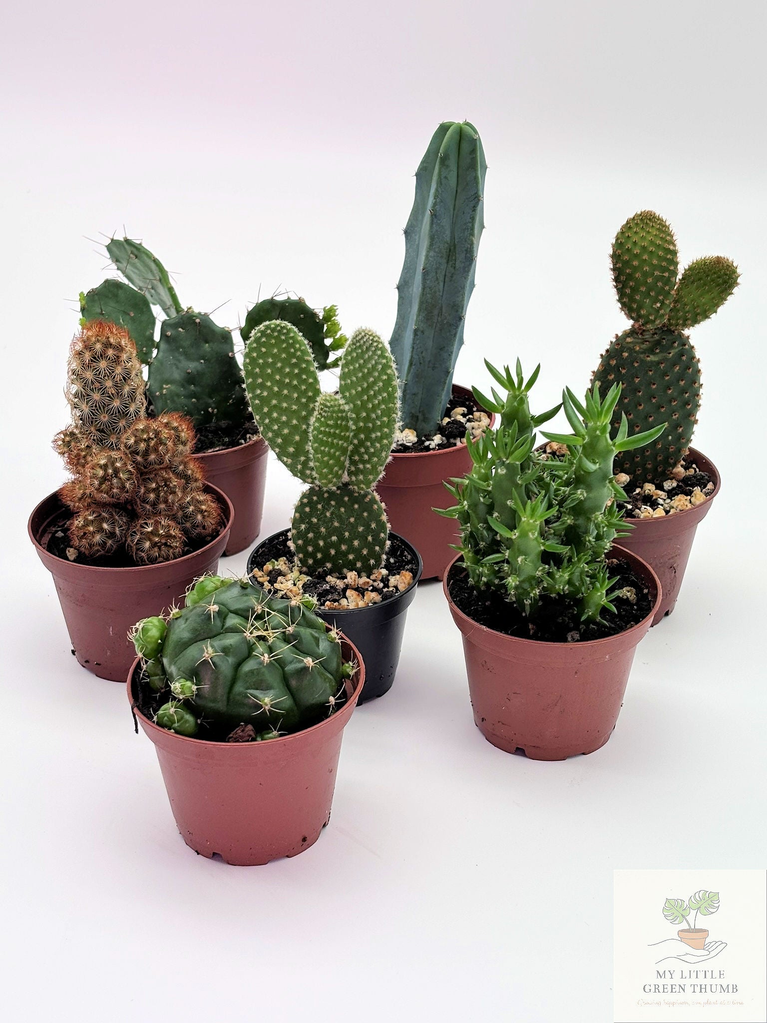 🌵 Mini Cacti Collection Easy-Care Desert Plants • Perfect for Beginners