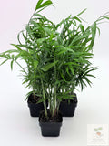 🌿 Parlour Palm Chamaedorea elegans • Pet-Friendly Indoor Palm