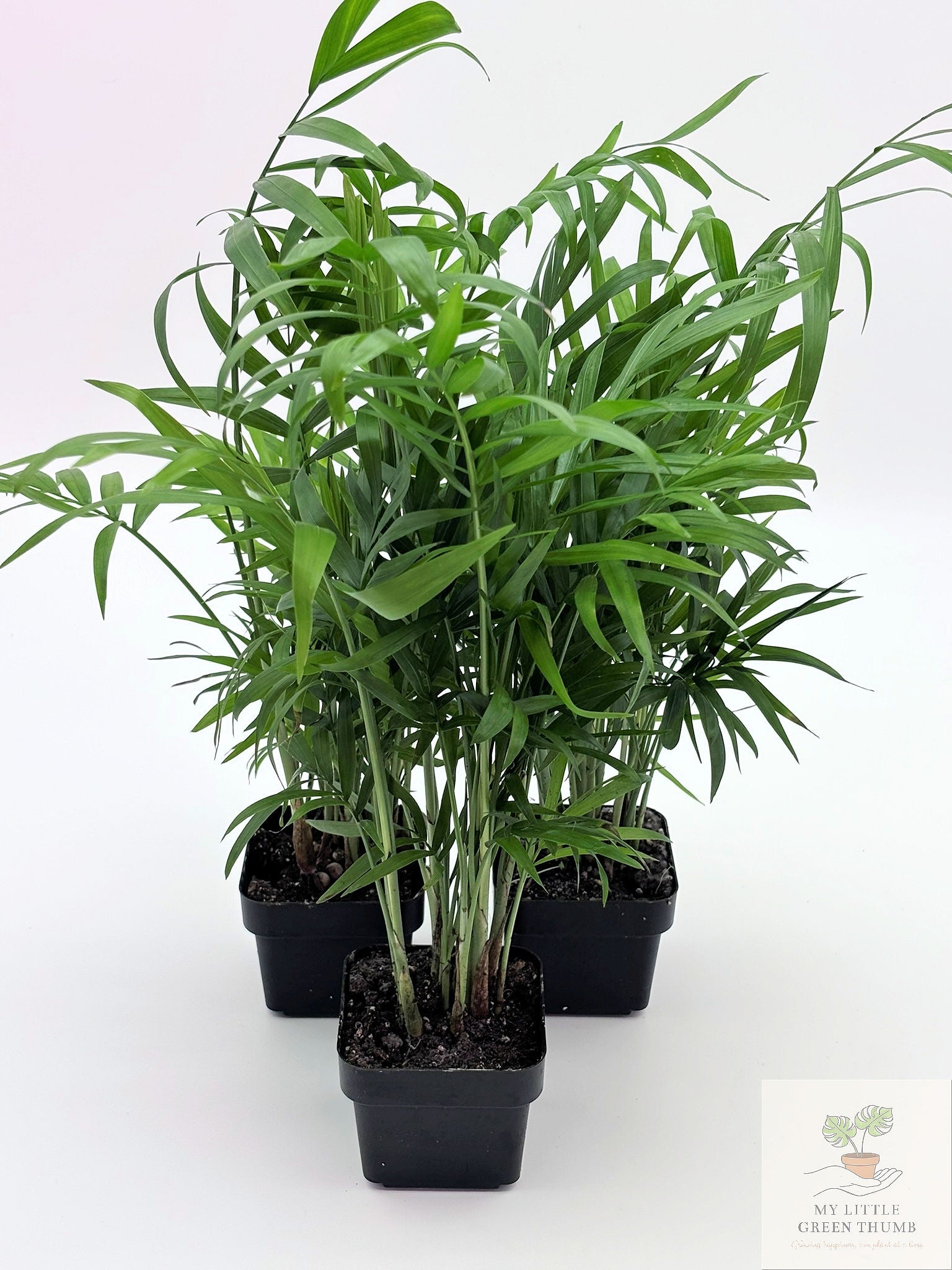 🌿 Parlour Palm Chamaedorea elegans • Pet-Friendly Indoor Palm