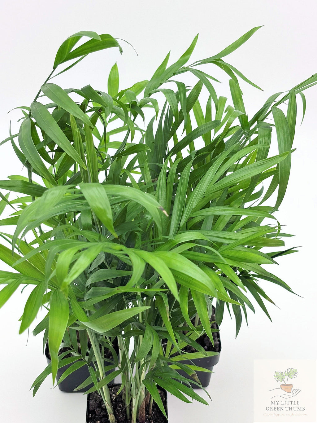 🌿 Parlour Palm Chamaedorea elegans • Pet-Friendly Indoor Palm