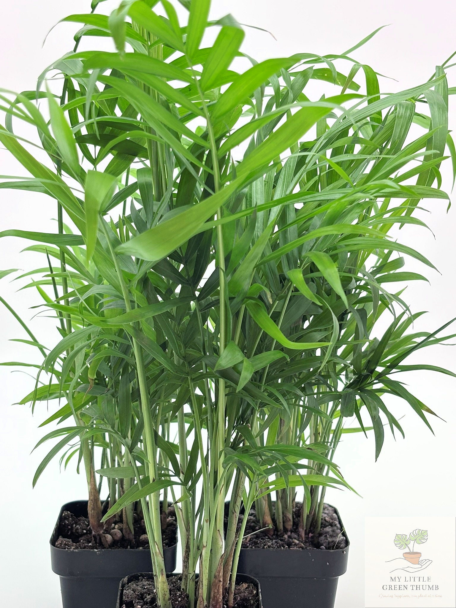 🌿 Parlour Palm Chamaedorea elegans • Pet-Friendly Indoor Palm