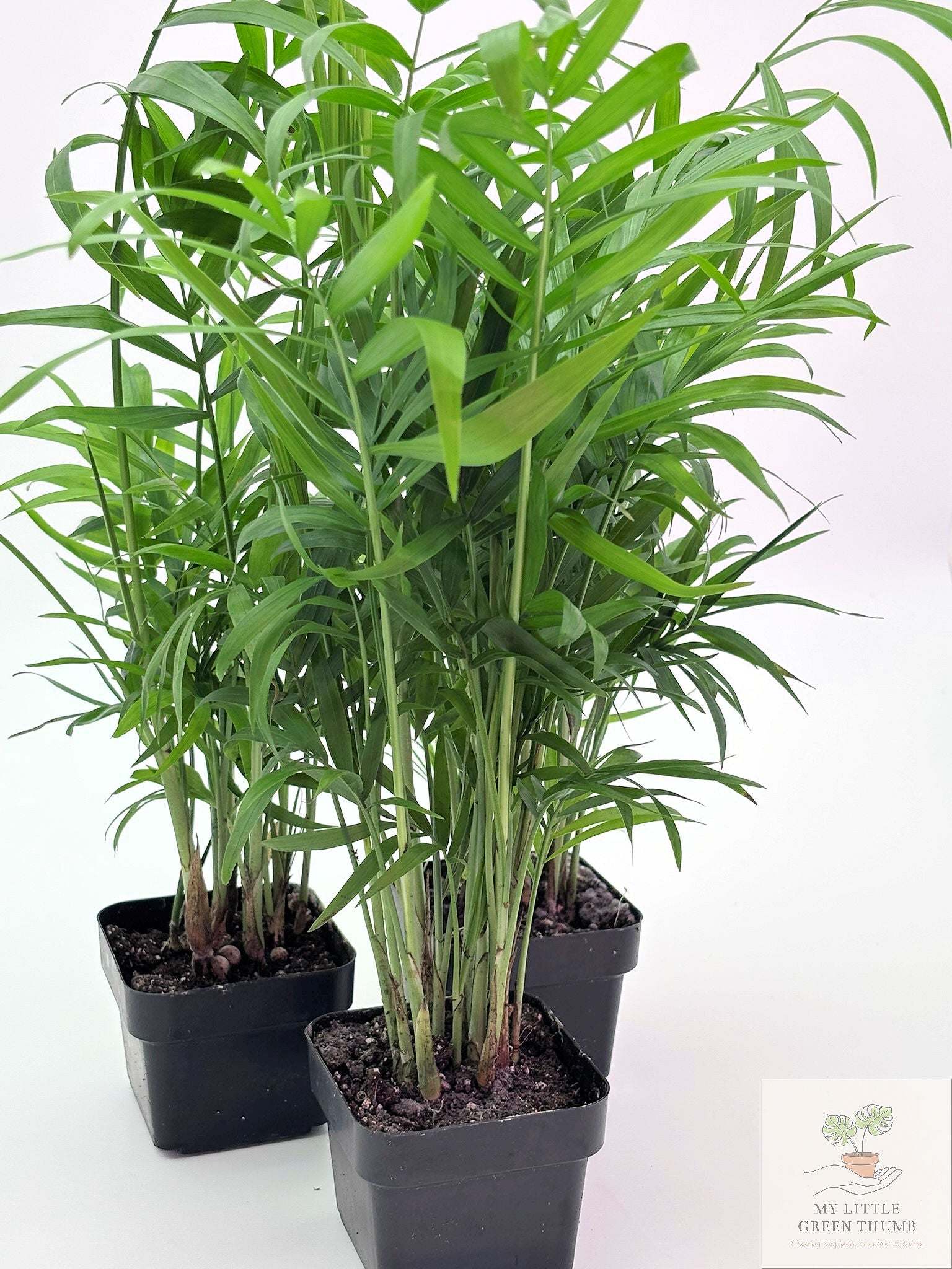 🌿 Parlour Palm Chamaedorea elegans • Pet-Friendly Indoor Palm
