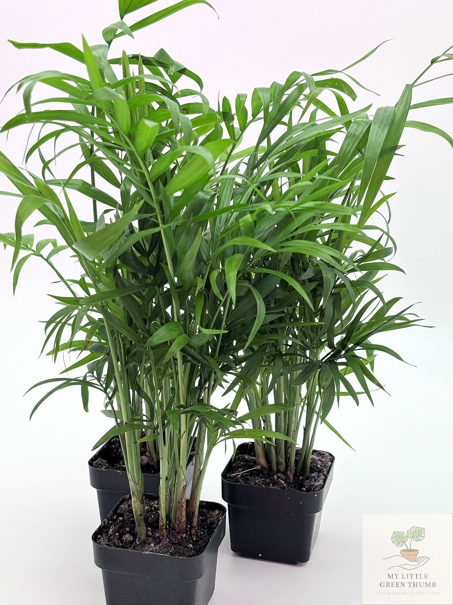 🌿 Parlour Palm Chamaedorea elegans • Pet-Friendly Indoor Palm