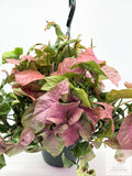 🌿 Syngonium 'Neon Robusta' Pink Arrowhead Plant • Elegant Tropical Houseplant