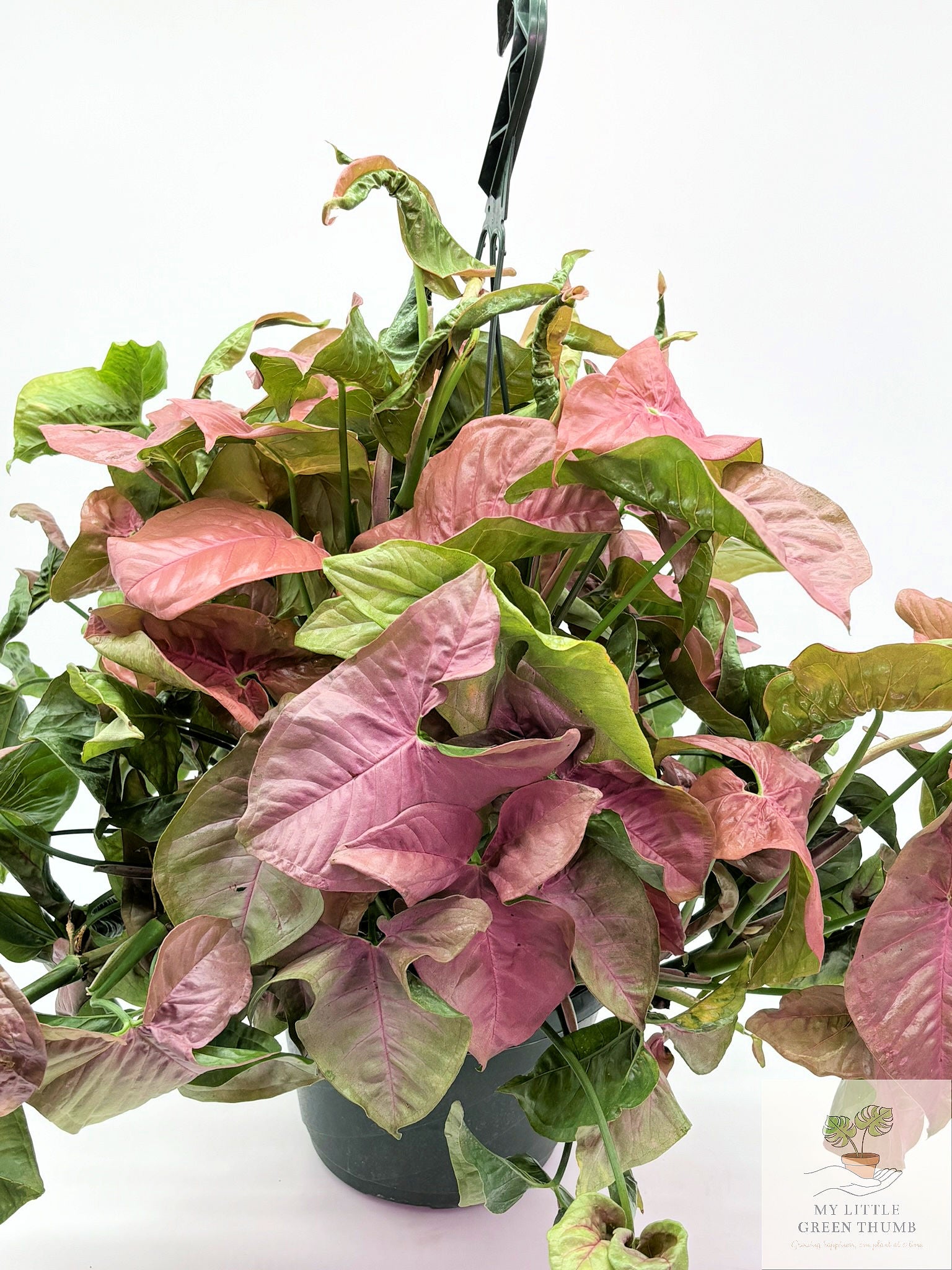 🌿 Syngonium 'Neon Robusta' Pink Arrowhead Plant • Elegant Tropical Houseplant