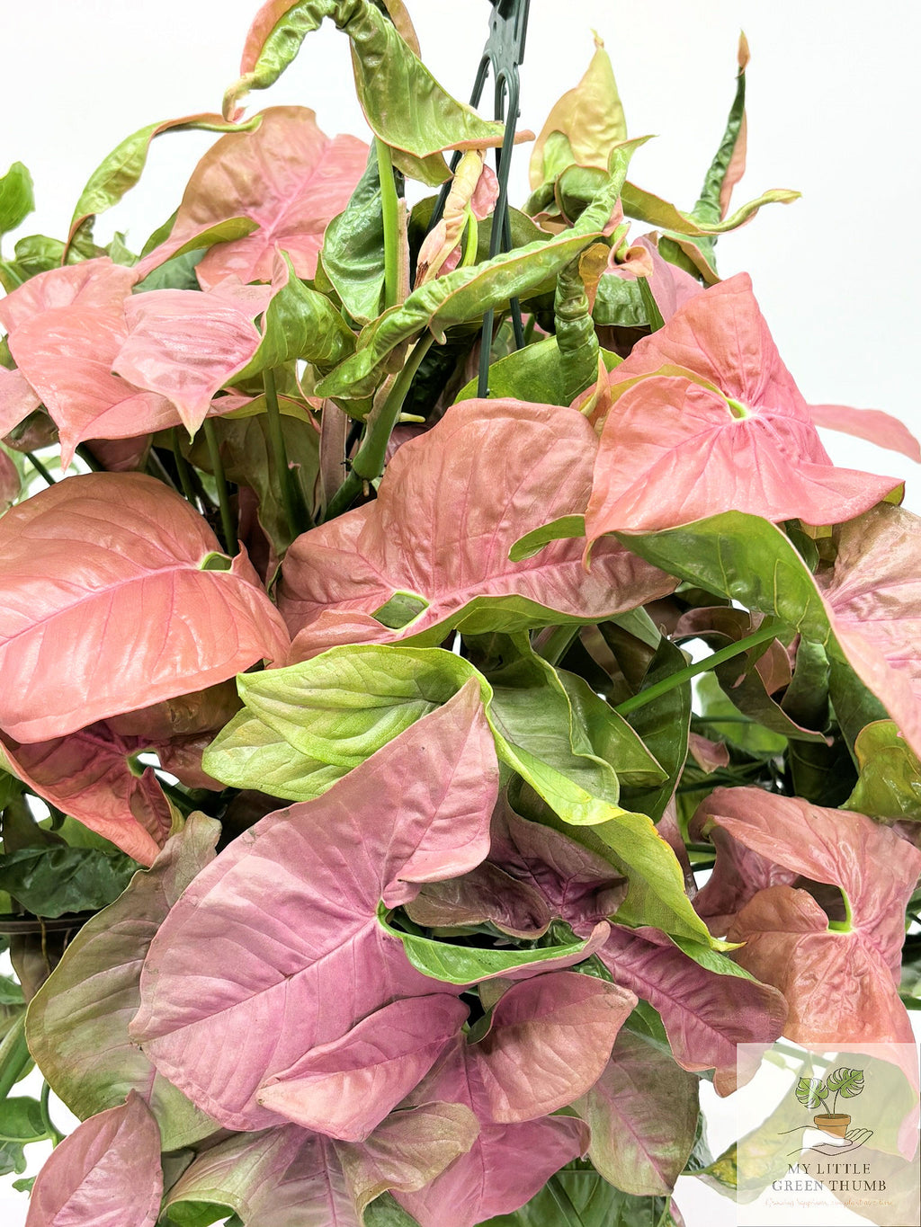 🌿 Syngonium 'Neon Robusta' Pink Arrowhead Plant • Elegant Tropical Houseplant