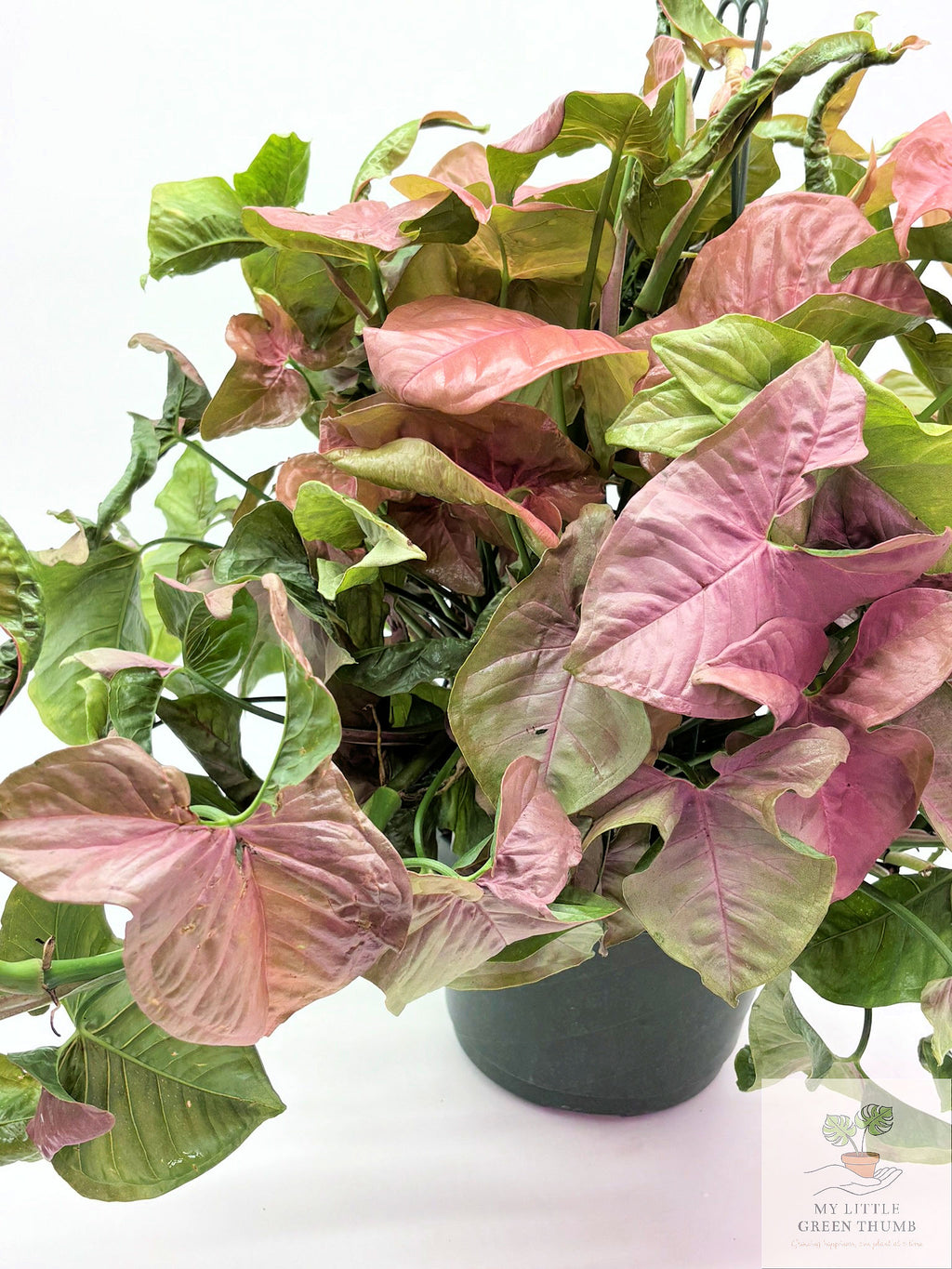 🌿 Syngonium 'Neon Robusta' Pink Arrowhead Plant • Elegant Tropical Houseplant