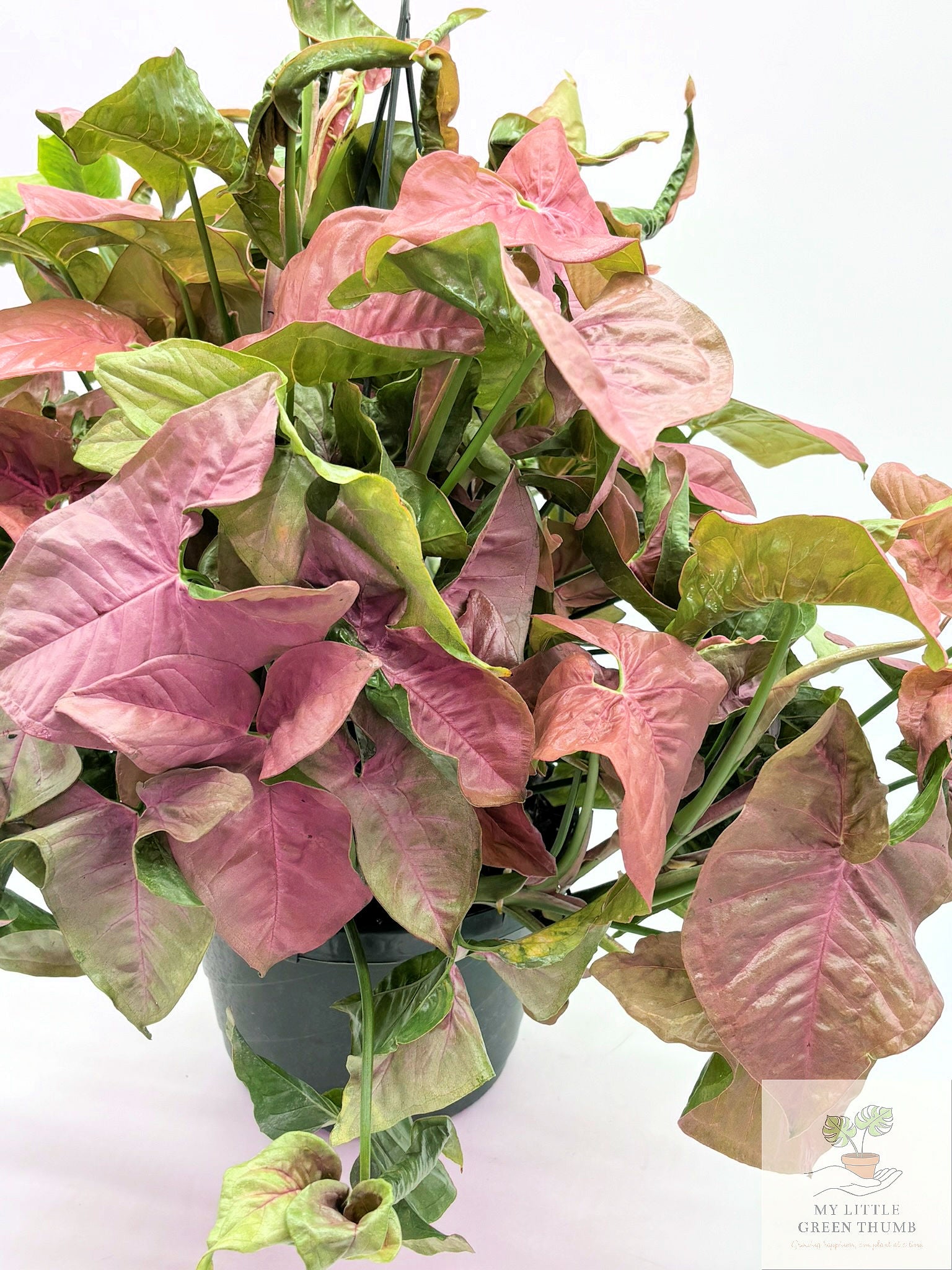 🌿 Syngonium 'Neon Robusta' Pink Arrowhead Plant • Elegant Tropical Houseplant