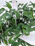 🌿 Monstera adansonii Swiss Cheese Vine • Fast-Growing Tropical Climber or Hanger