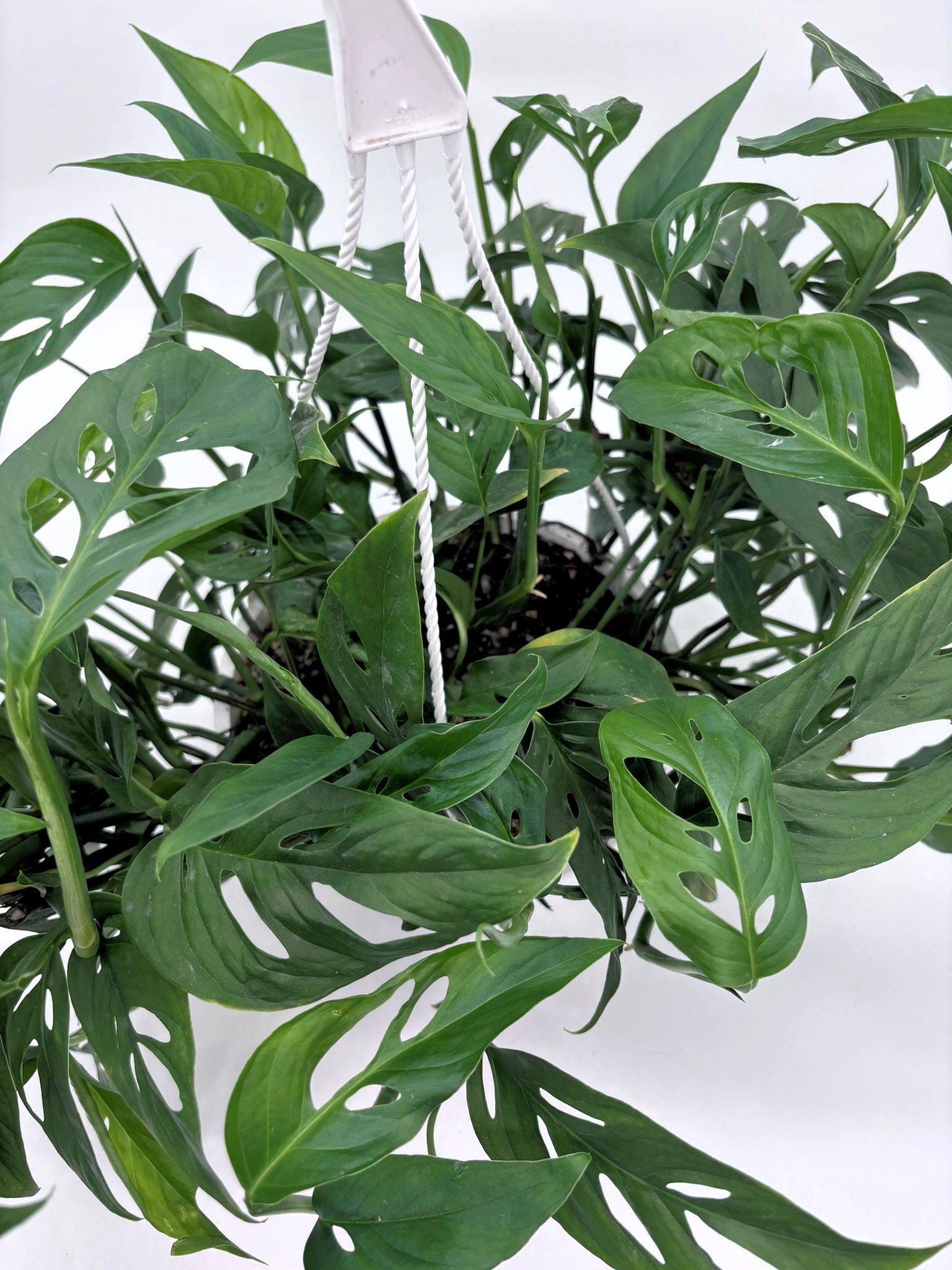🌿 Monstera adansonii Swiss Cheese Vine • Fast-Growing Tropical Climber or Hanger