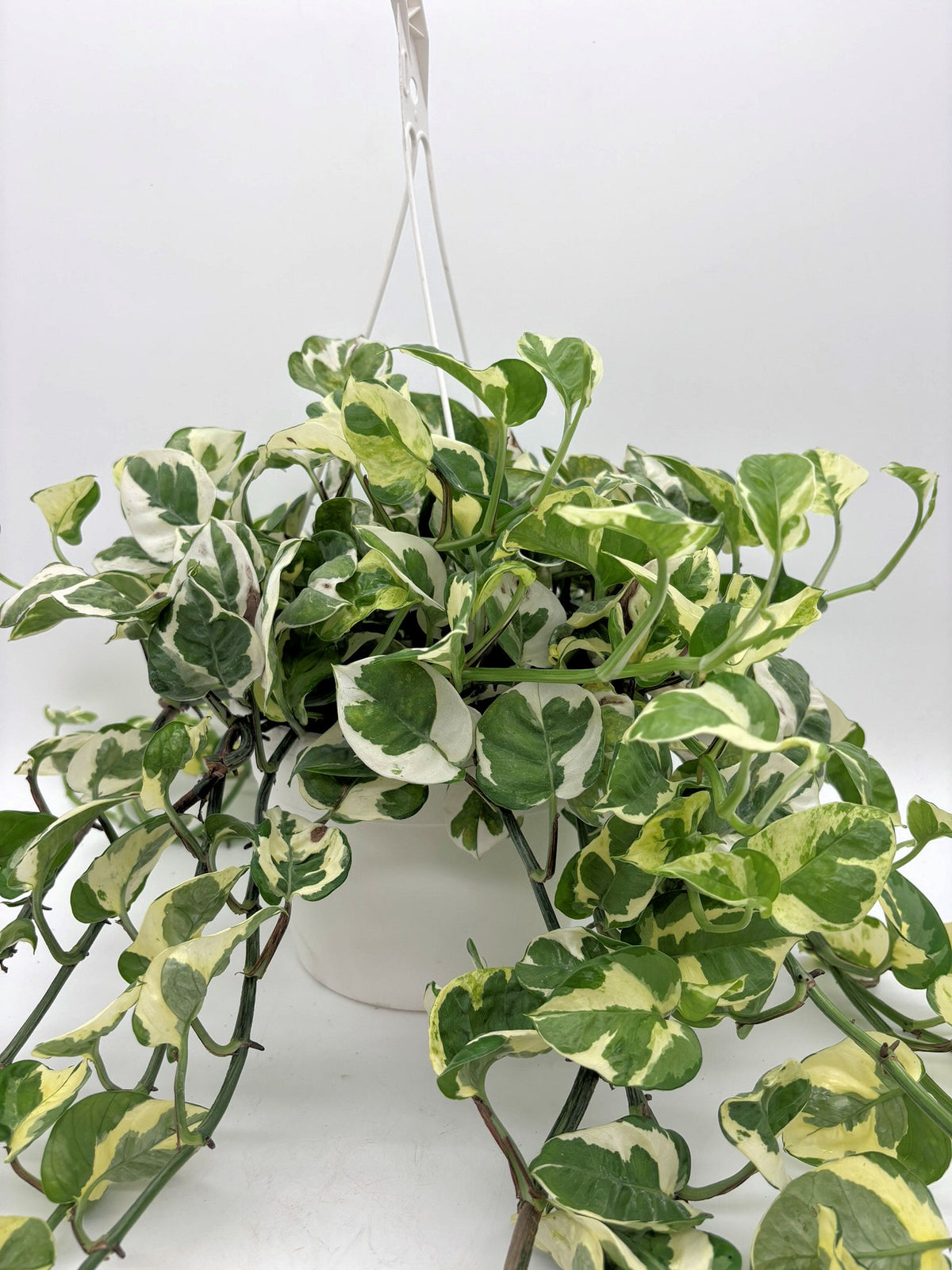 🌿 N'Joy Pothos Variegated Pothos • Compact & Easy-Care Houseplant