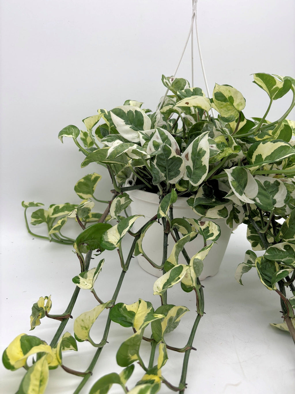 🌿 N'Joy Pothos Variegated Pothos • Compact & Easy-Care Houseplant