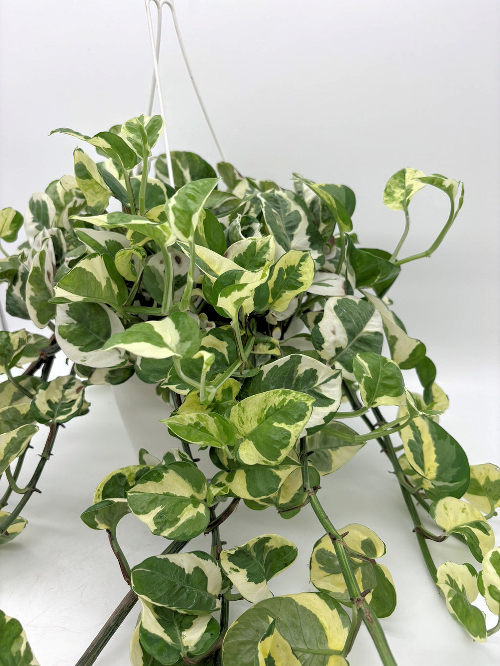 🌿 N'Joy Pothos Variegated Pothos • Compact & Easy-Care Houseplant