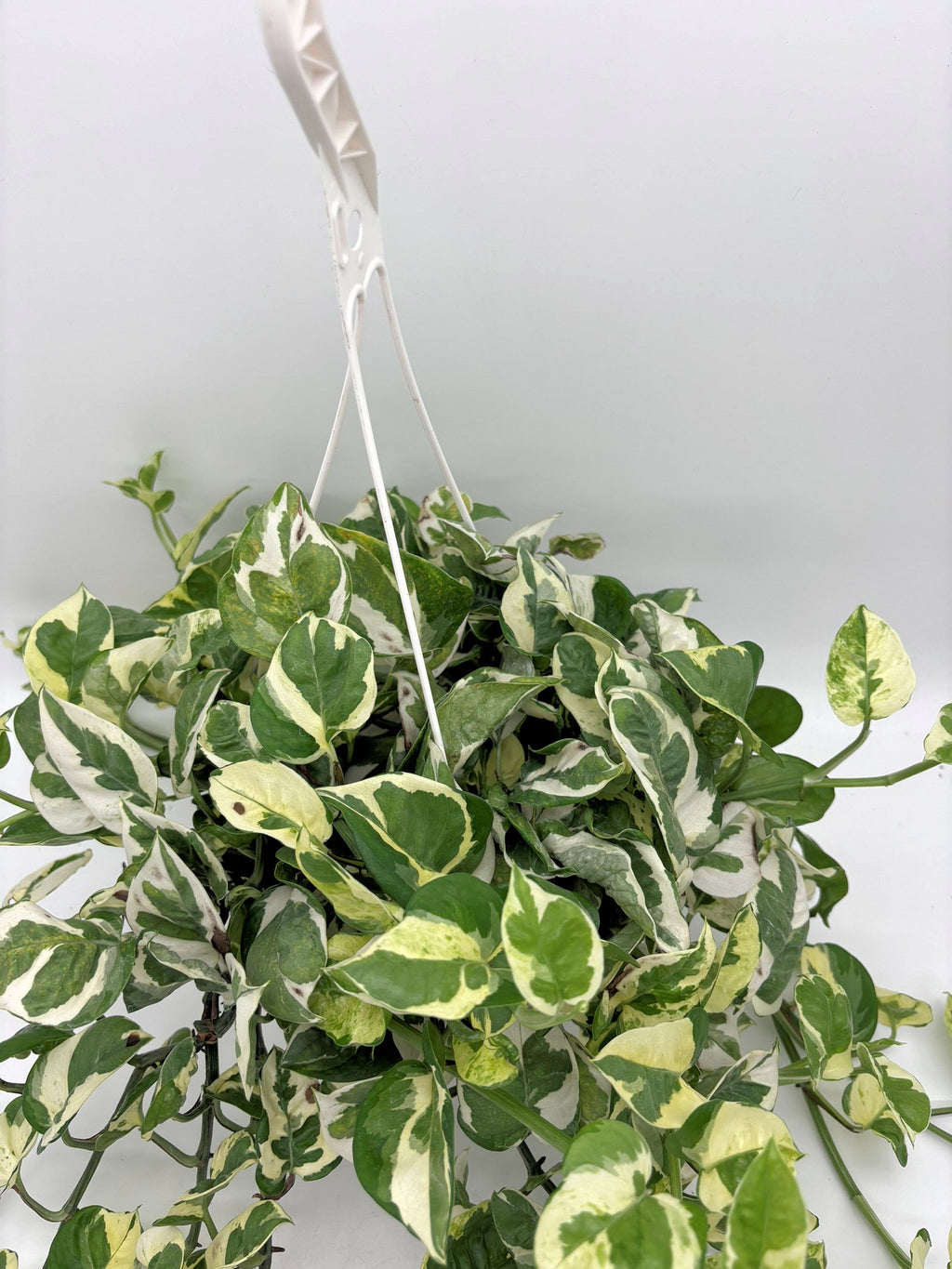 🌿 N'Joy Pothos Variegated Pothos • Compact & Easy-Care Houseplant