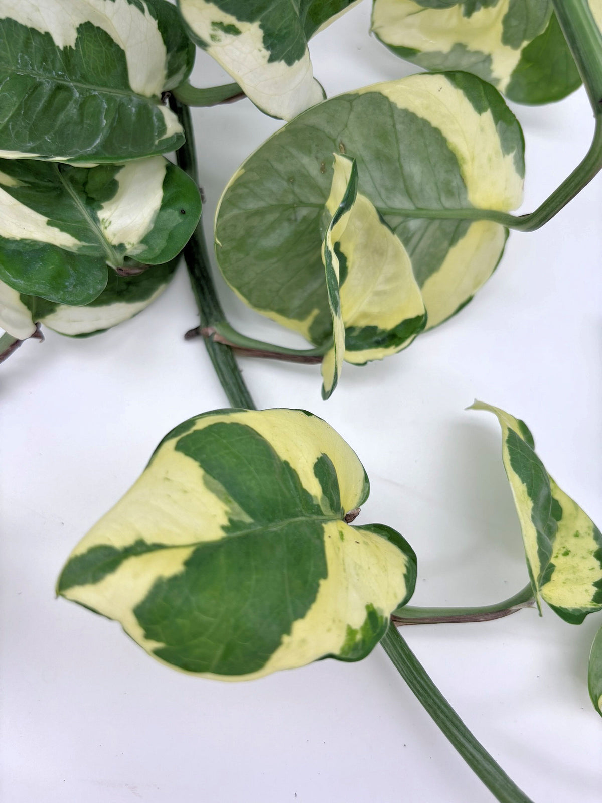 🌿 N'Joy Pothos Variegated Pothos • Compact & Easy-Care Houseplant