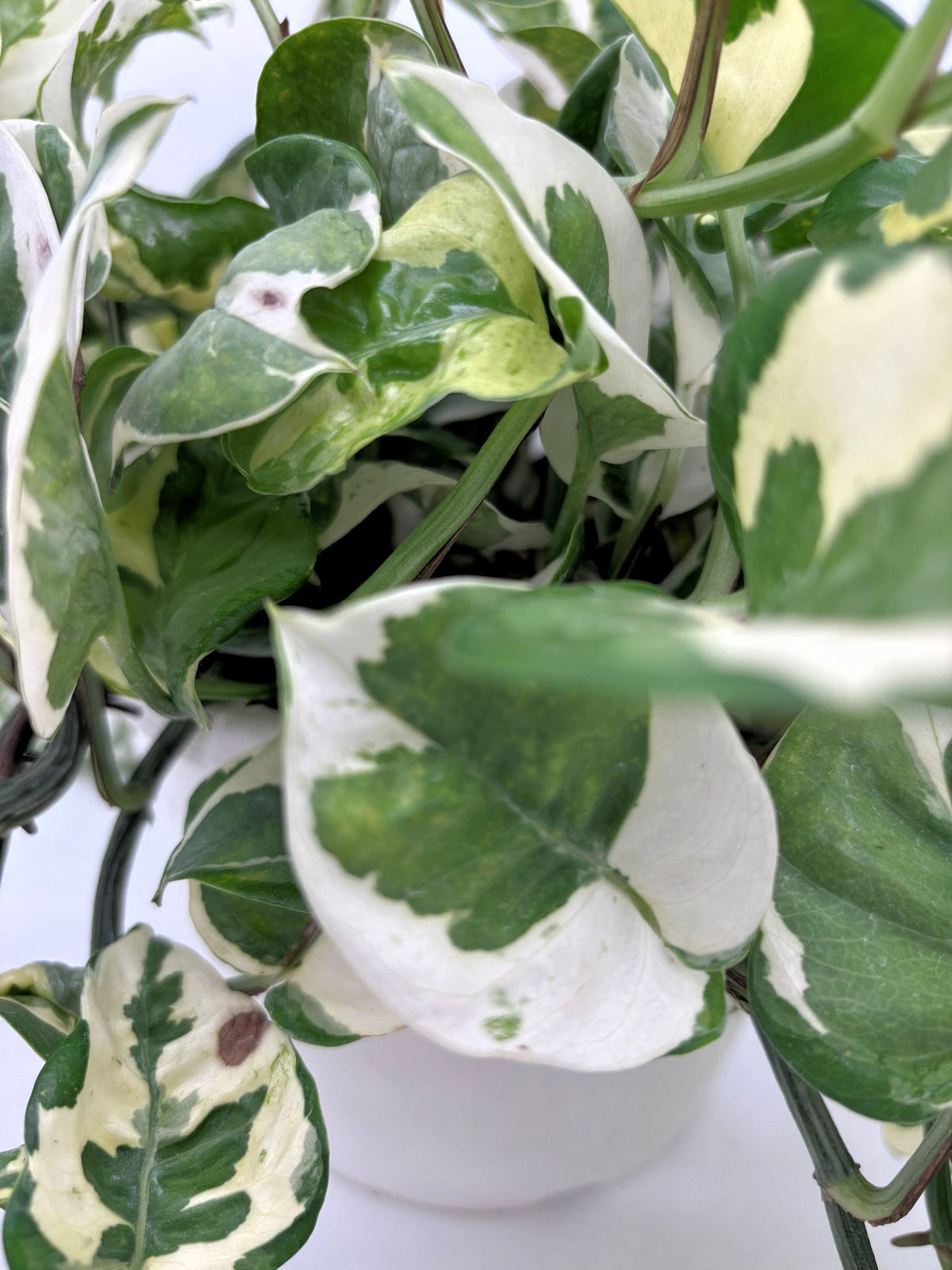 🌿 N'Joy Pothos Variegated Pothos • Compact & Easy-Care Houseplant