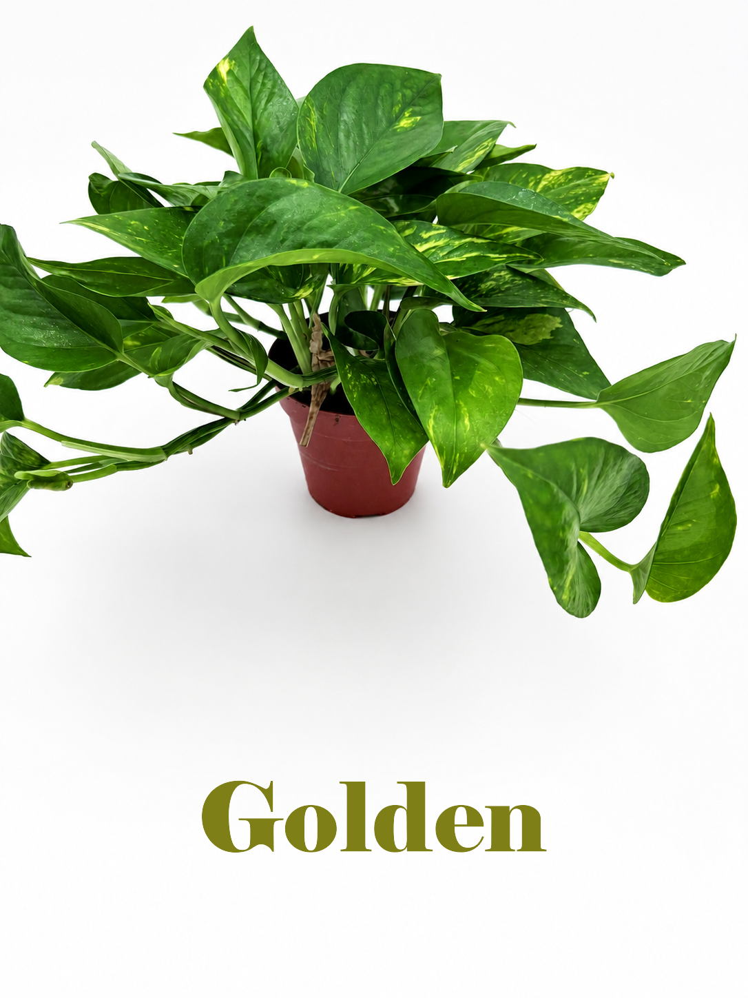 🌿 Pothos Collection Easy-Care Trailing Houseplants • Beginner-Friendly Indoor Plants