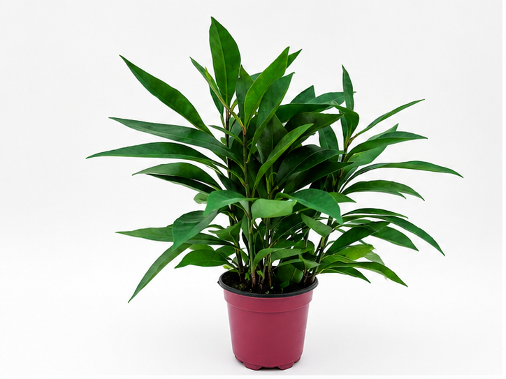 🌿 Ardisia Glossy Tropical Foliage Plant • Elegant & Compact Houseplant