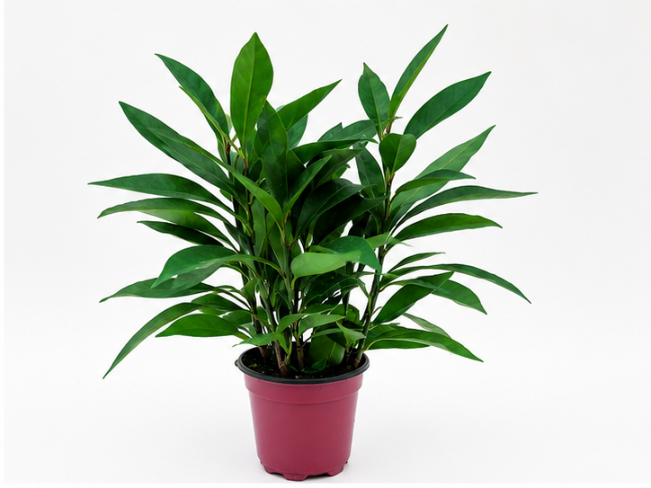 🌿 Ardisia Glossy Tropical Foliage Plant • Elegant & Compact Houseplant