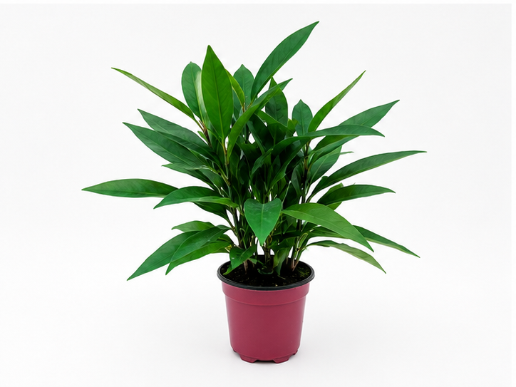 🌿 Ardisia Glossy Tropical Foliage Plant • Elegant & Compact Houseplant