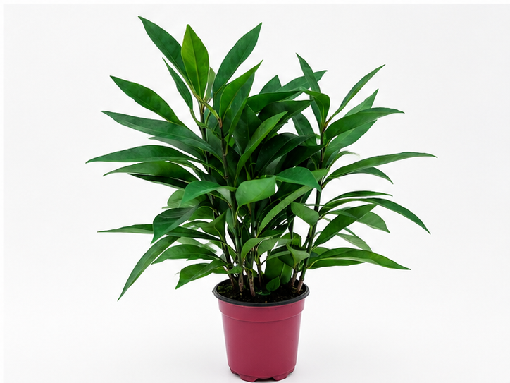 🌿 Ardisia Glossy Tropical Foliage Plant • Elegant & Compact Houseplant