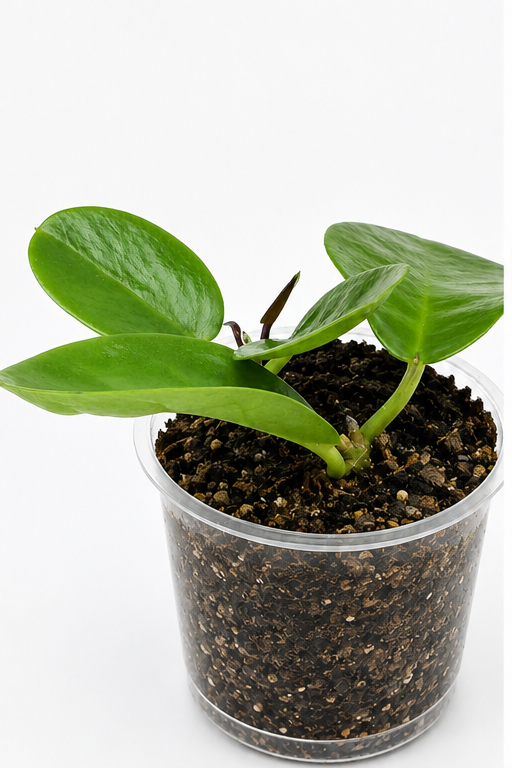 🌿 Hoya australis Wax Plant • Glossy, Fast-Growing & Pet-Friendly Hoya