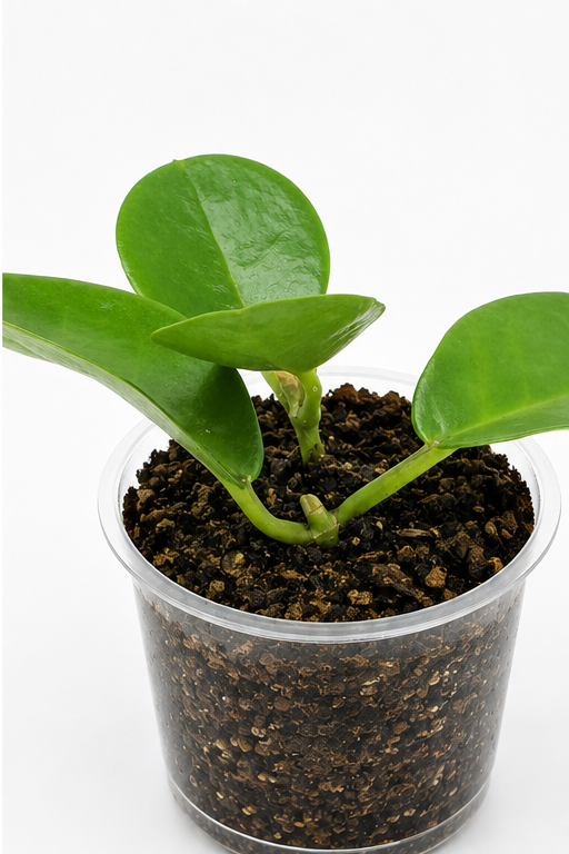 🌿 Hoya australis Wax Plant • Glossy, Fast-Growing & Pet-Friendly Hoya