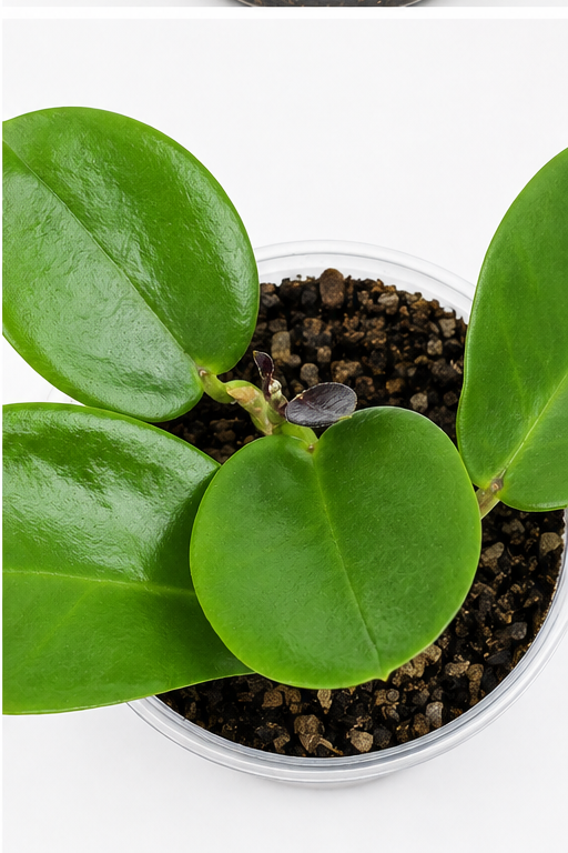 🌿 Hoya australis Wax Plant • Glossy, Fast-Growing & Pet-Friendly Hoya