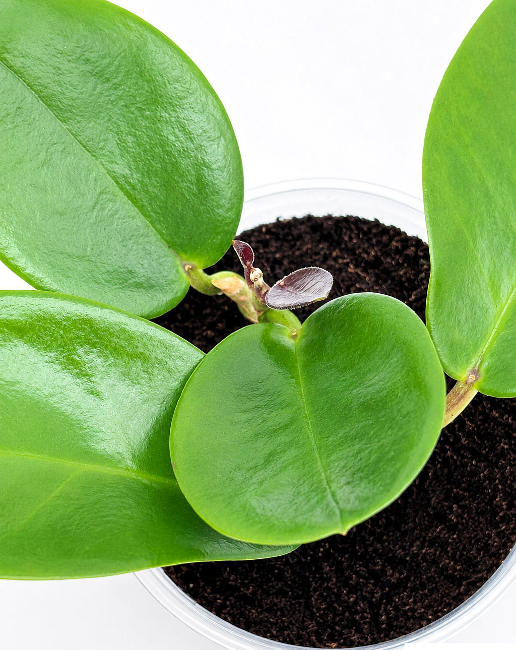 🌿 Hoya australis Wax Plant • Glossy, Fast-Growing & Pet-Friendly Hoya