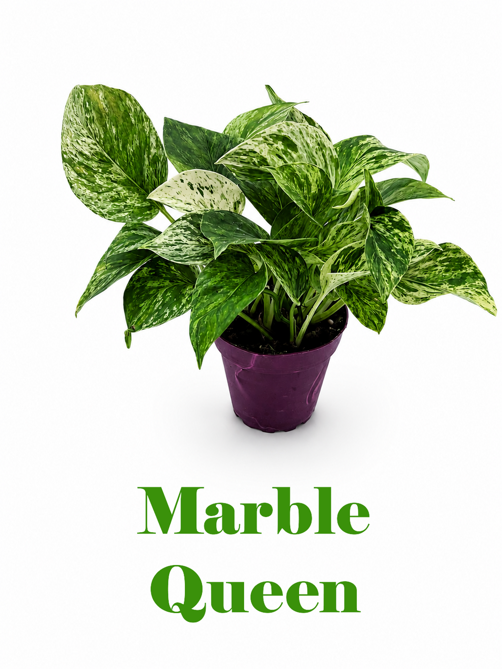 🌿 Pothos Collection Easy-Care Trailing Houseplants • Beginner-Friendly Indoor Plants