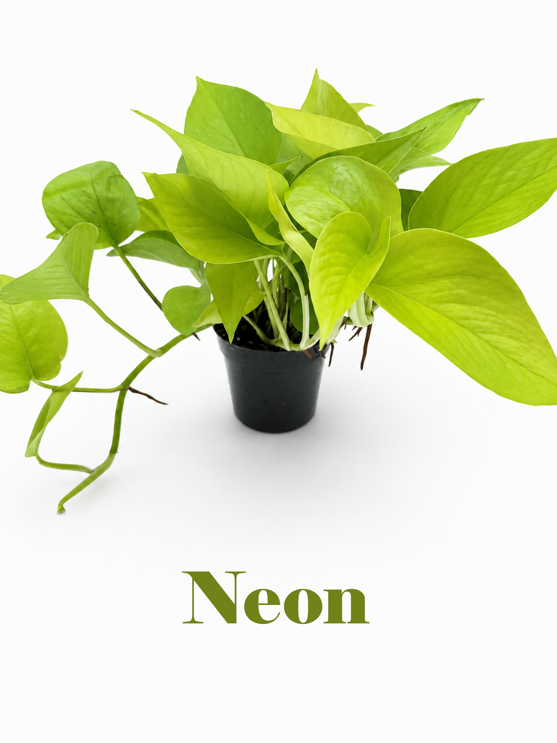 🌿 Pothos Collection Easy-Care Trailing Houseplants • Beginner-Friendly Indoor Plants