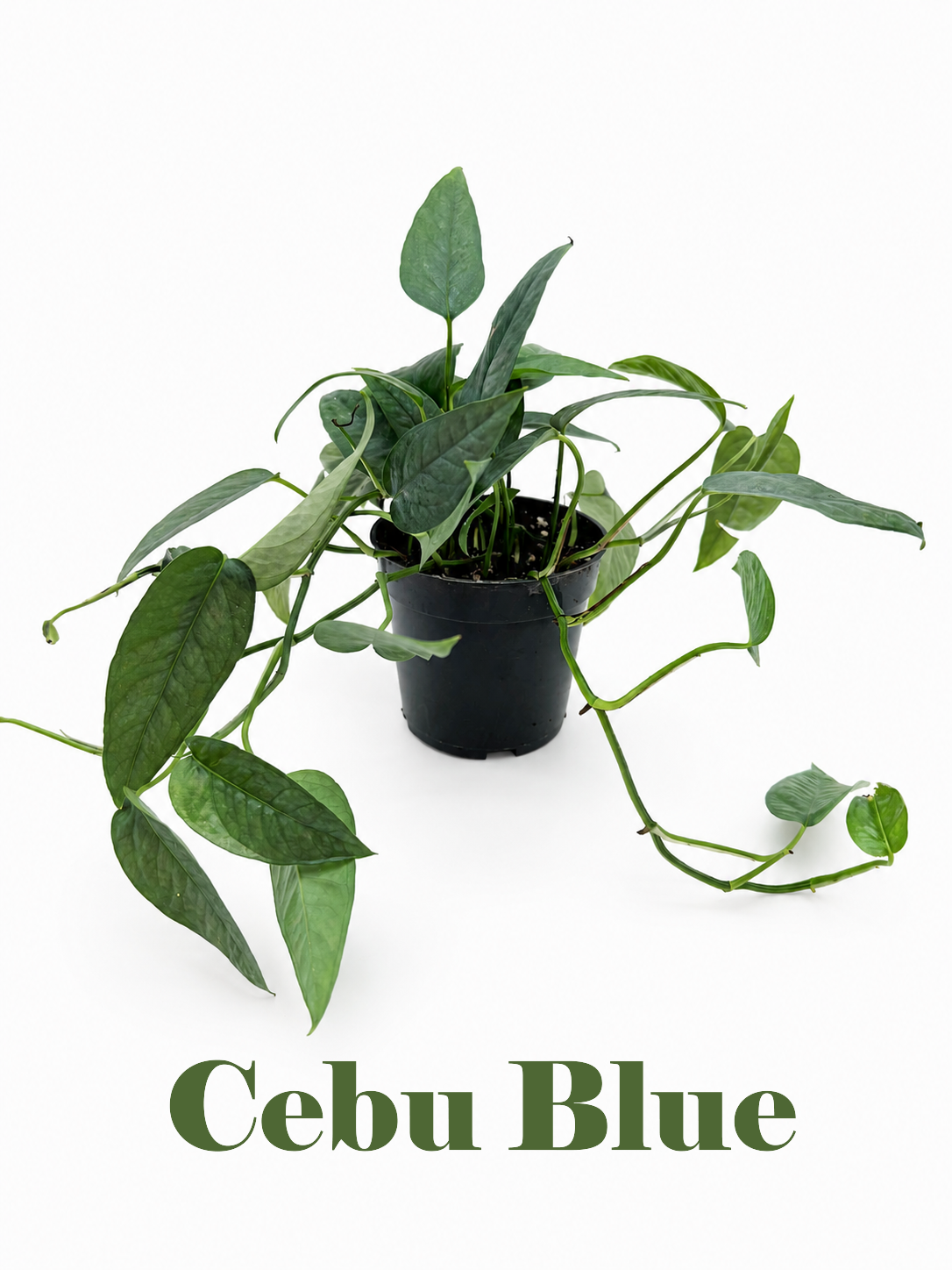🌿 Pothos Collection Easy-Care Trailing Houseplants • Beginner-Friendly Indoor Plants