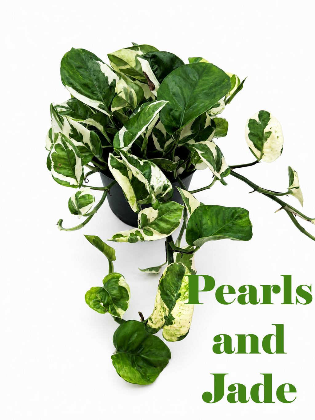 🌿 Pothos Collection Easy-Care Trailing Houseplants • Beginner-Friendly Indoor Plants