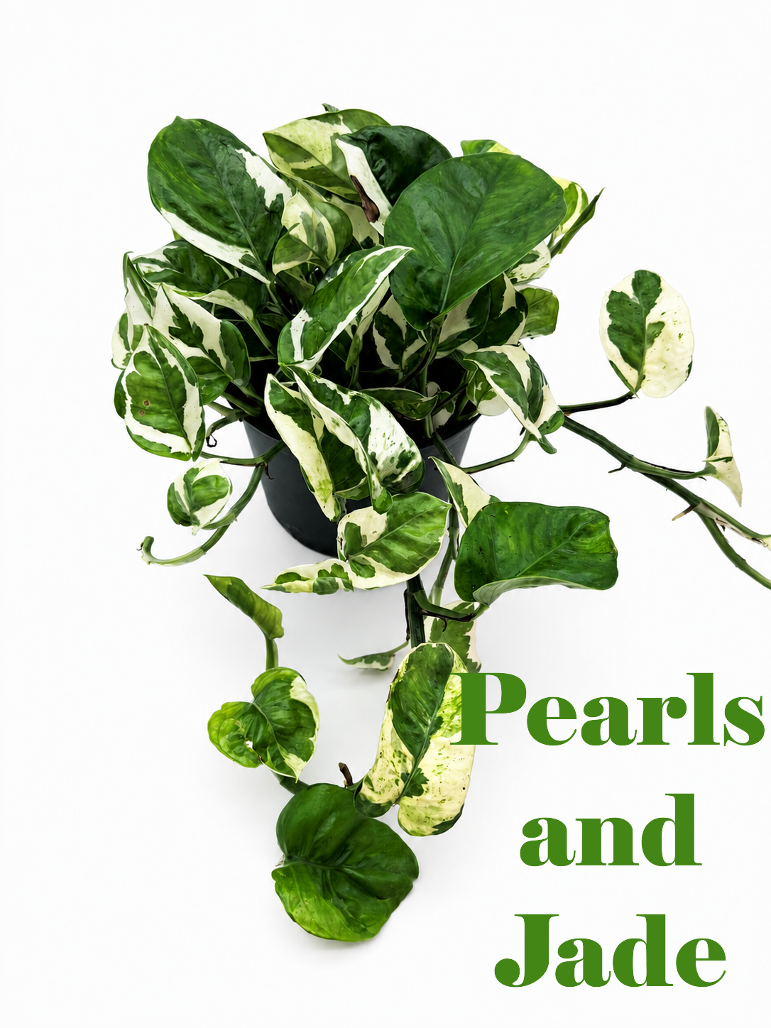 🌿 Pothos Collection Easy-Care Trailing Houseplants • Beginner-Friendly Indoor Plants