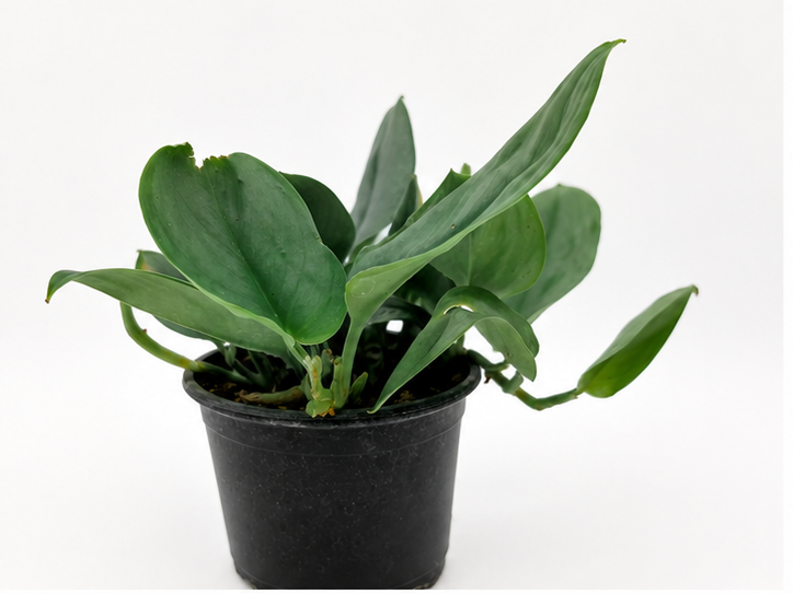 🌿 Scindapsus treubii ‘Moonlight’ Sterling Silver Scindapsus • Sleek & Easy-Care Collector Plant