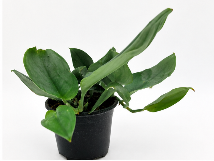 🌿 Scindapsus treubii ‘Moonlight’ Sterling Silver Scindapsus • Sleek & Easy-Care Collector Plant