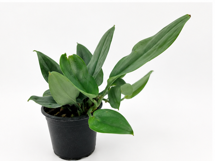 🌿 Scindapsus treubii ‘Moonlight’ Sterling Silver Scindapsus • Sleek & Easy-Care Collector Plant