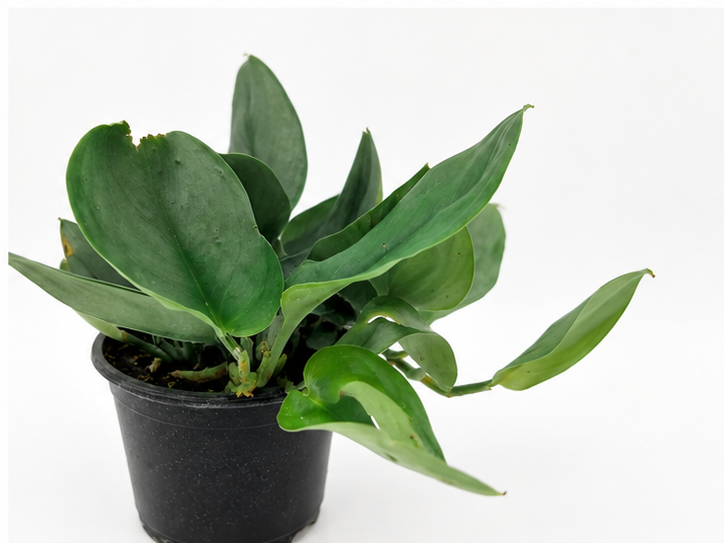 🌿 Scindapsus treubii ‘Moonlight’ Sterling Silver Scindapsus • Sleek & Easy-Care Collector Plant